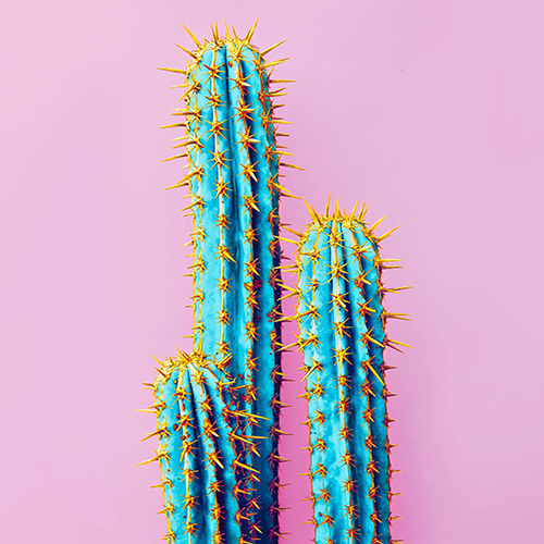 Trois cactus bleu turquoise aux pics jaunes représentés sur un fond violet pastel